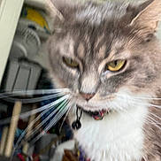 Mittens is registered to the contest to win money with this photo: animal, background, bell, blur, cat, close_up, collar, curious, domestic_animal, face, feline, fur, household, indoor, indoor_lighting, mammal, out_of_focus, pet, whiskers, yellow_eyes