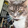 animal, background, bell, blur, cat, close_up, collar, curious, domestic_animal, face, feline, fur, household, indoor, indoor_lighting, mammal, out_of_focus, pet, whiskers, yellow_eyes