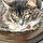 Mittens