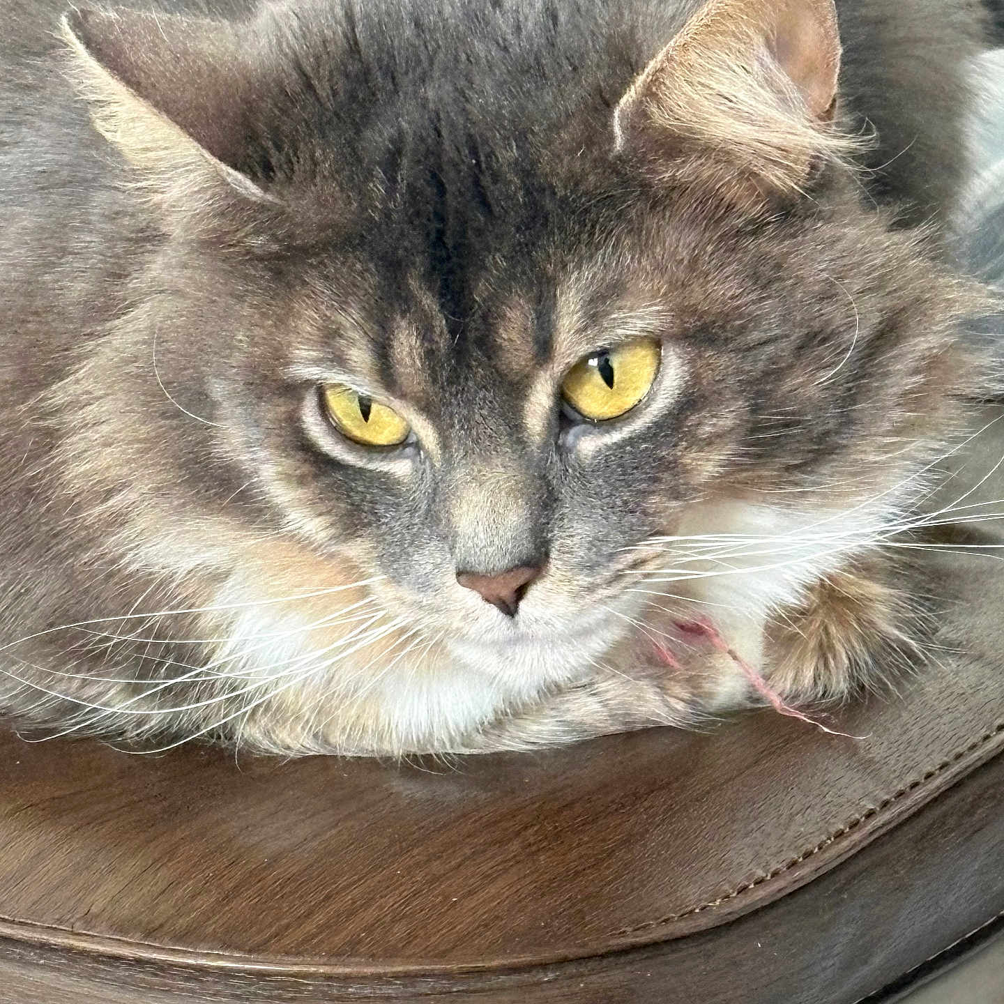 Mittens is registered to the contest to win money with this photo: animal, animal_portrait, cat, close_up, cute, domestic_animal, face, feline, fluffy, fur, indoor, mammal, pet, portrait, relaxed, resting, table, whiskers, wood, yellow_eyes
