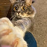 Mittens joined the competition — help win amazing prizes! animal, blurred_foreground, carpet, cat, close_up, curious, cute, ears, feline, fur, gray_cat, home, indoor, paw, pet, playful, reaching, whiskers, wide_eyes, wooden_furniture