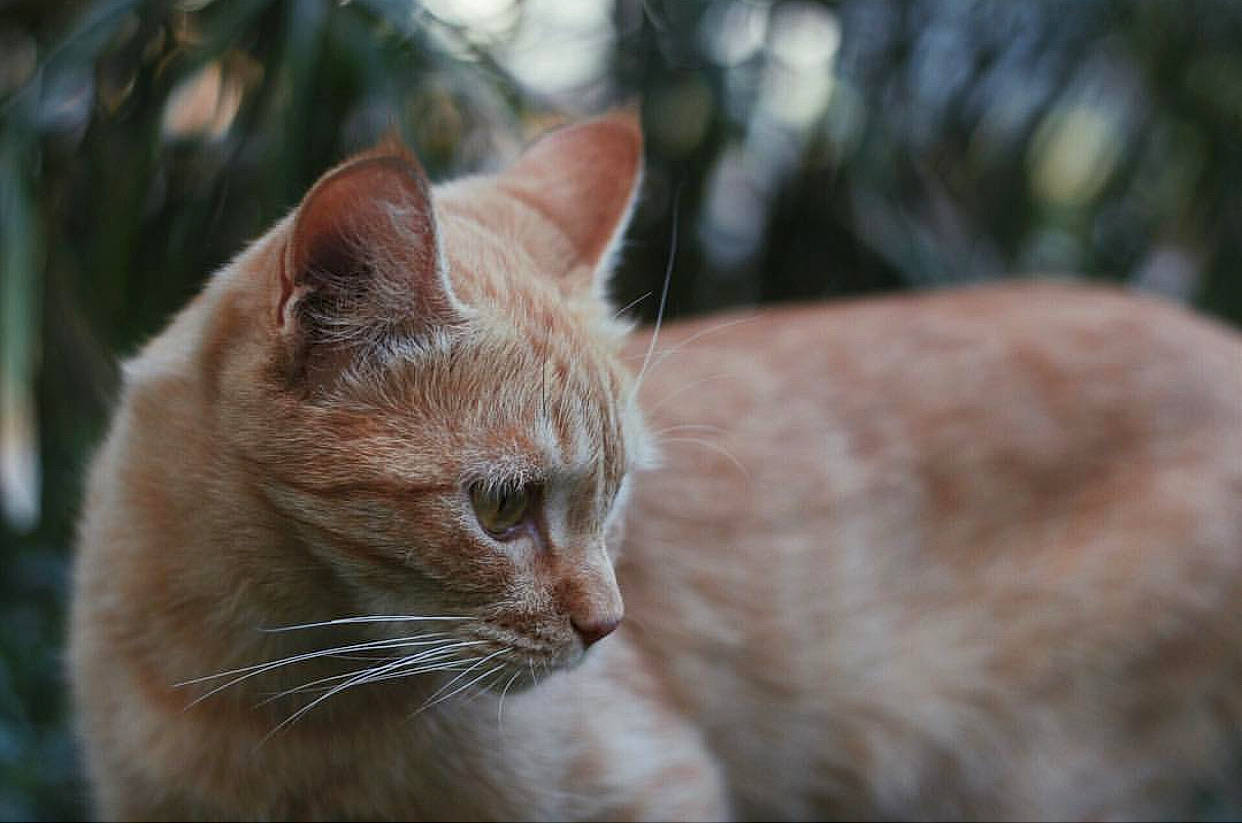 Simba is registered to the contest to win money with this photo: aegean_cat, asian, carnivore, cat, close_up, domestic_short_haired_cat, european_shorthair, eye, fawn, felidae, fur, german_rex, kitten, mammal, organism, small_to_medium_sized_cats, snout, tabby_cat, tree, whiskers