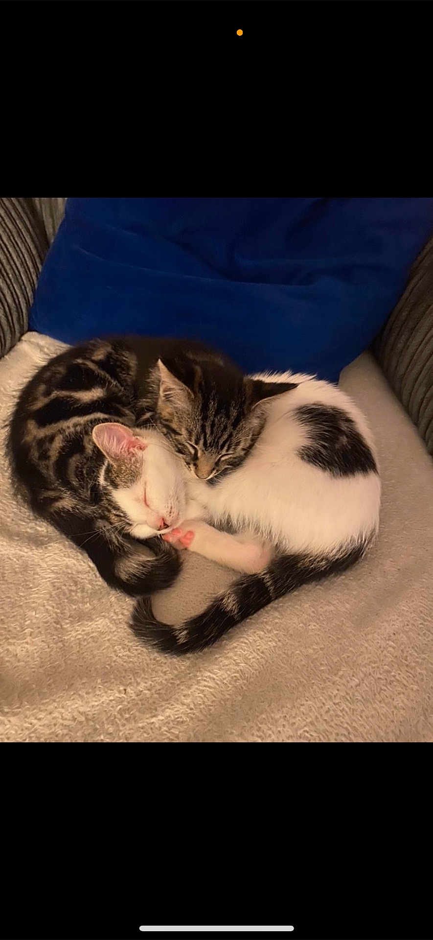 Ronnie And Reggie is registered to the contest to win money with this photo: cat, kitten, sleeping, cuddling, pets, fur, cozy, blanket, resting, cute, animal, tabby, white_cat, indoor, soft, tail, snuggled, companion, relaxing, comfort