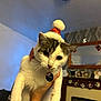 Ronnie And Reggie joined the competition — help win amazing prizes! cat, pet, indoor, holiday_hat, christmas, festive, animal, white_cat, tabby, cute, domestic_cat, person_hand, decorations, living_room, mirror, fireplace, ornaments, cozy, feline, whiskers