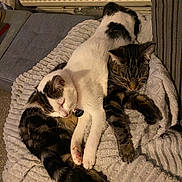 Ronnie And Reggie is registered to the contest to win money with this photo: cat, cats, sleeping, snuggling, blanket, tabby, white_cat, indoor, pet, feline, cozy, fur, resting, collar, cute, domestic, animal, soft_texture, peaceful, companion