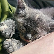 Athena a rejoint le concours — aidez-le/la à gagner de superbes lots ! kitten, sleeping, gray_fur, paw, close_up, cute, pet, animal, feline, snuggled, cozy, resting, soft_fur, indoor, blurred_background, peaceful, calm, domestic_animal, young_animal, nap