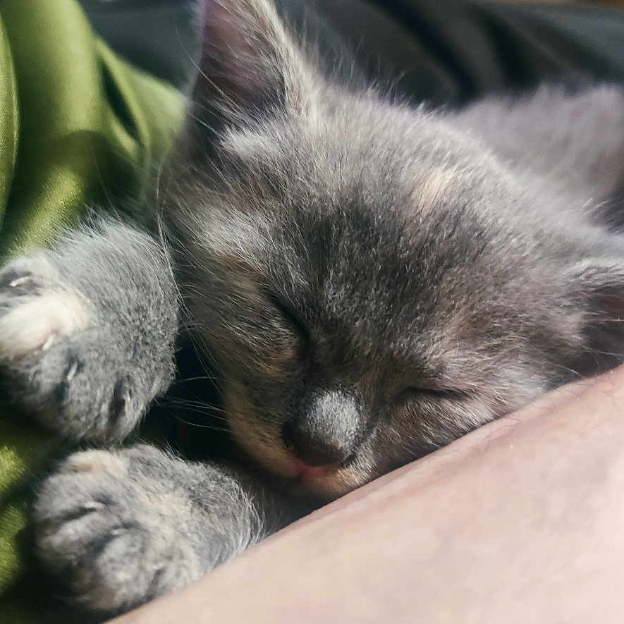 Athena a rejoint le concours — aidez-le/la à gagner de superbes lots ! animal, blurred_background, calm, close_up, cozy, cute, domestic_animal, feline, gray_fur, indoor, kitten, nap, paw, peaceful, pet, resting, sleeping, snuggled, soft_fur, young_animal