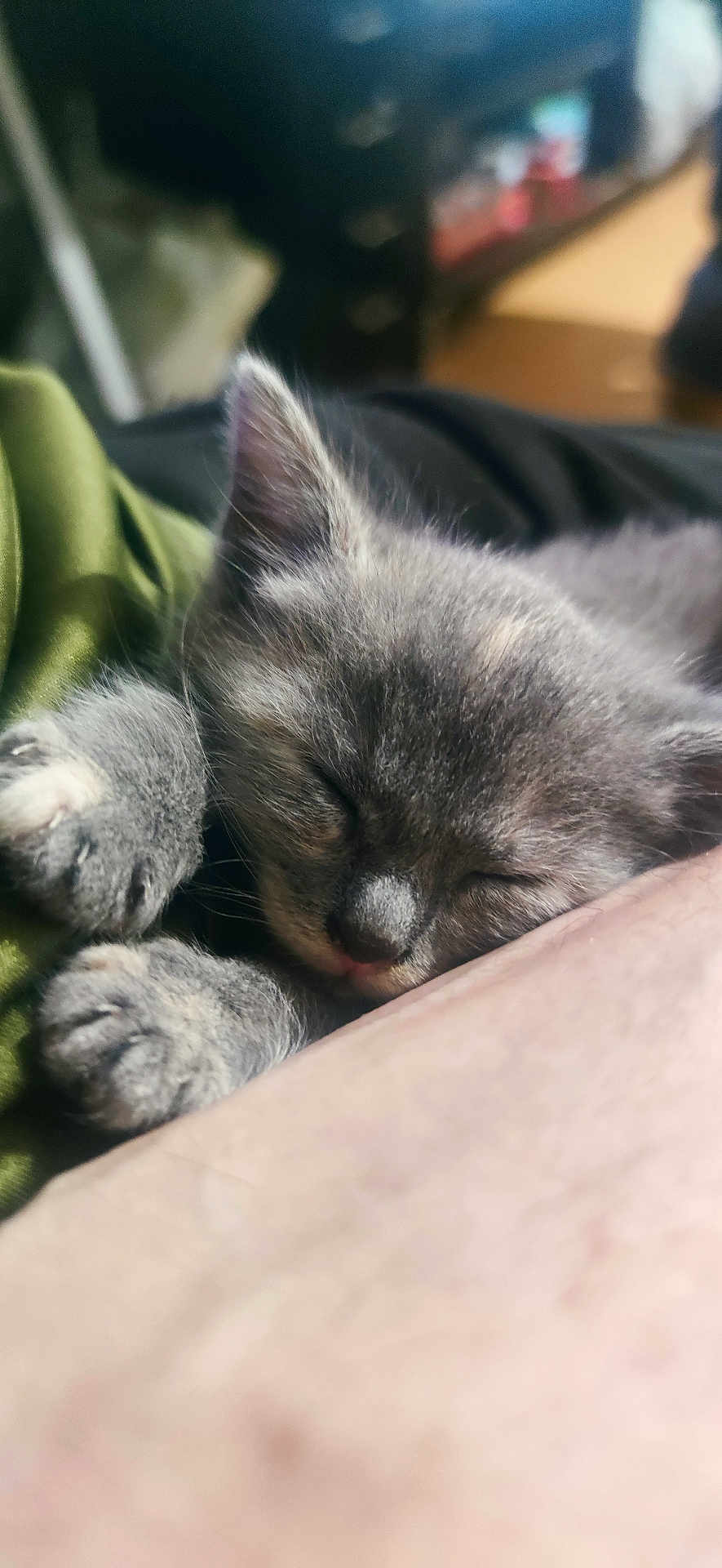 Athena a rejoint le concours — aidez-le/la à gagner de superbes lots ! kitten, sleeping, gray_fur, paw, close_up, cute, pet, animal, feline, snuggled, cozy, resting, soft_fur, indoor, blurred_background, peaceful, calm, domestic_animal, young_animal, nap