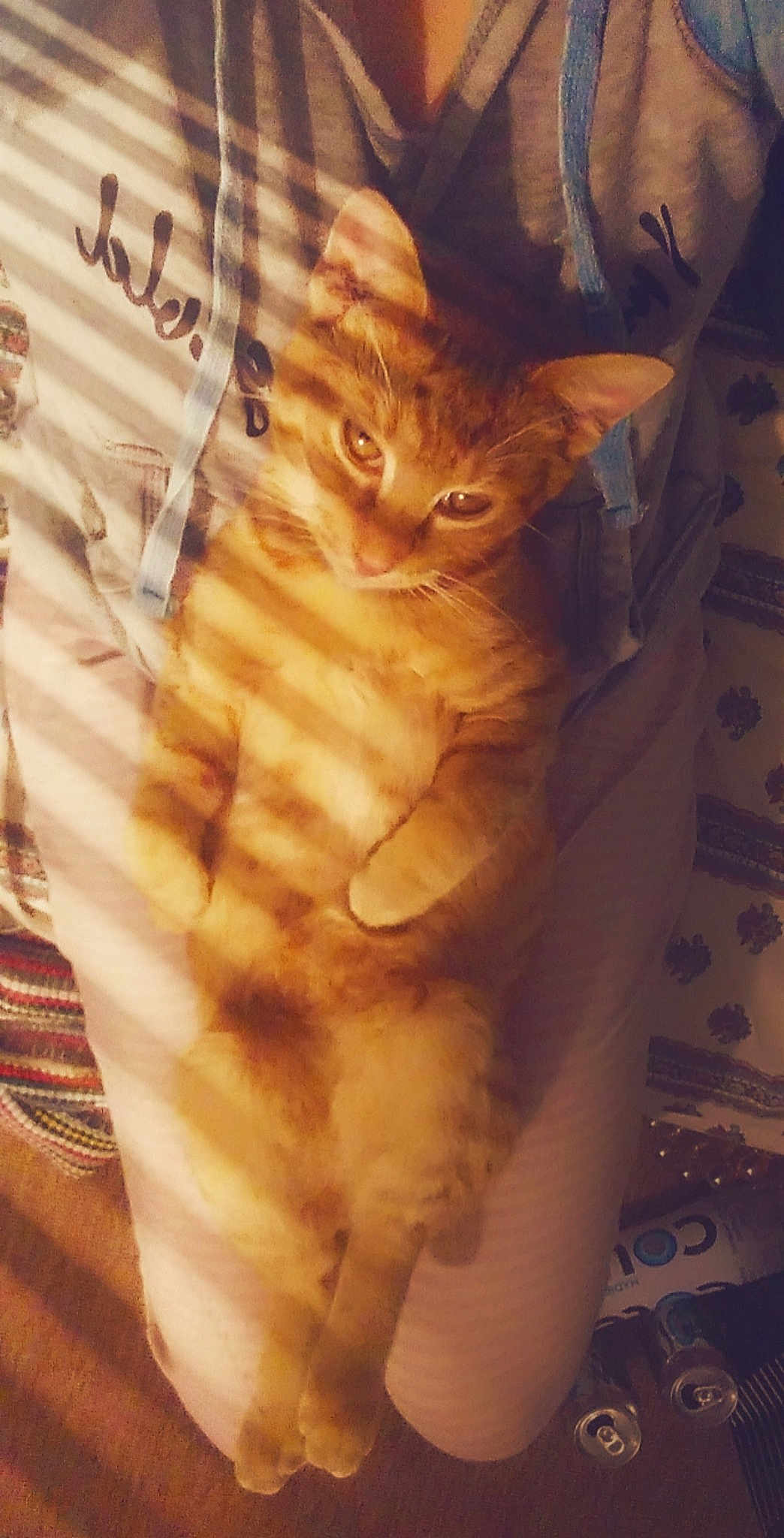 Colby Jack