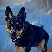 Rip is registered to the contest to win money with this photo: animal, black_and_tan, blue_background, canine, close_up, dog, dogs, happy, nature, outdoors, pet, pointed_ears, portrait, smiling, snow, snowdrift, snowy_fur, standing, teeth, winter