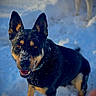 animal, black_and_tan, blue_background, canine, close_up, dog, dogs, happy, nature, outdoors, pet, pointed_ears, portrait, smiling, snow, snowdrift, snowy_fur, standing, teeth, winter