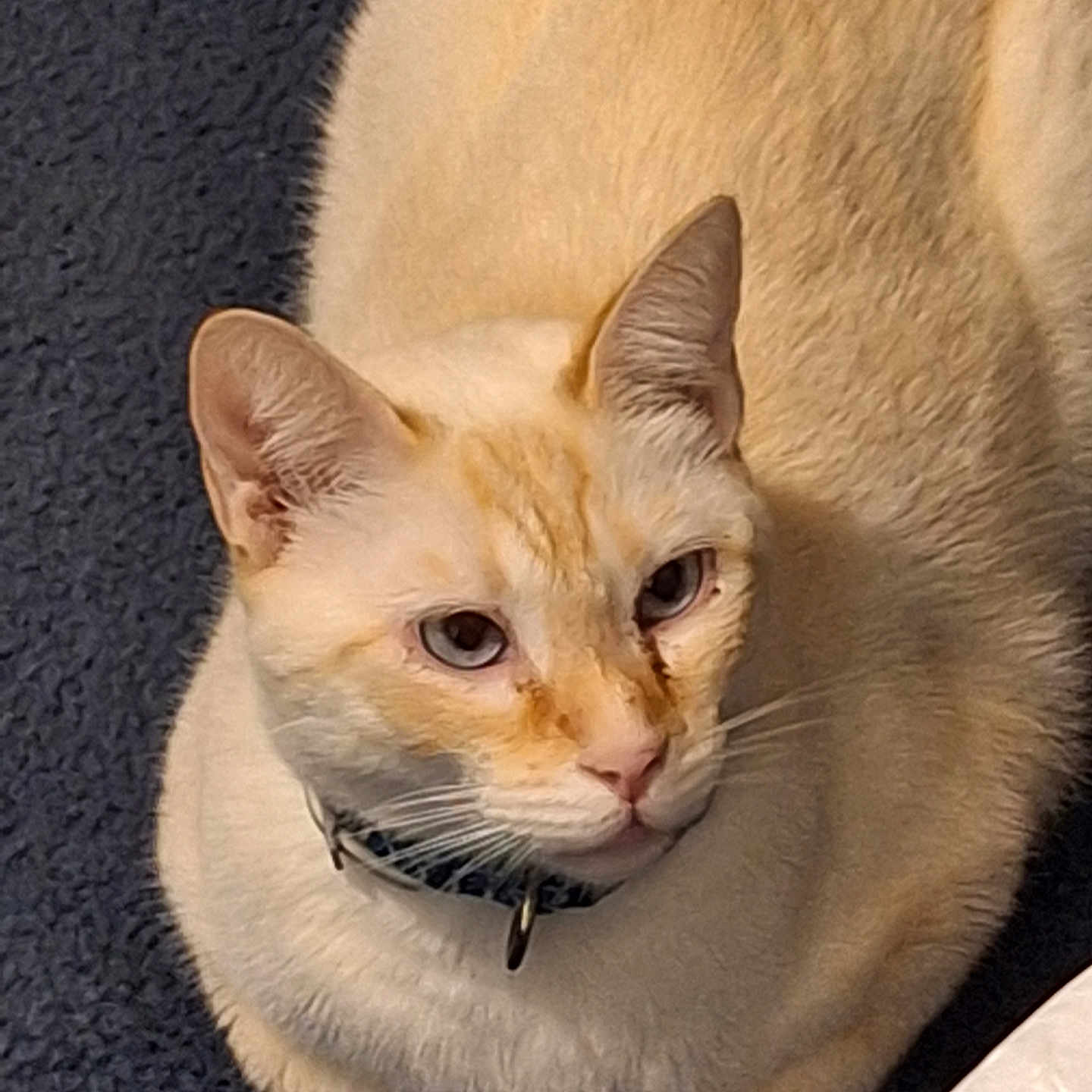 Mochi Morningstar is registered to the contest to win money with this photo: abyssinian, angora, animal, cat, kitten, manx, pet, siamese