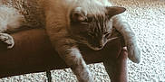 Zuri is registered to the contest to win money with this photo: cat, indoor, relaxed, furniture, carpet, plant, brick_wall, paw, resting, cozy, home, animal, sleepy, armrest, domestic_cat, pet, brown, beige, fluffy, calm