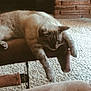 cat, indoor, relaxed, furniture, carpet, plant, brick_wall, paw, resting, cozy, home, animal, sleepy, armrest, domestic_cat, pet, brown, beige, fluffy, calm