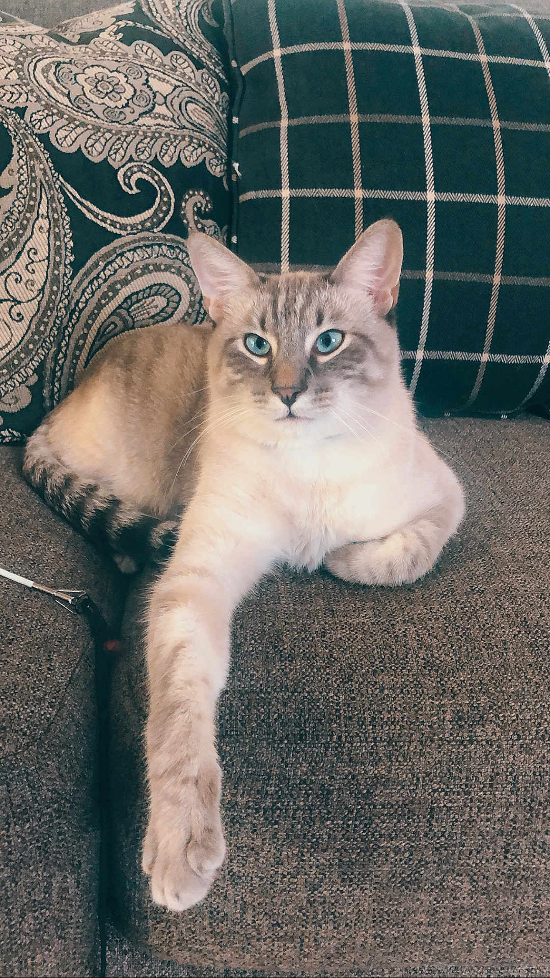 Zuri