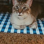 Zuri is registered to the contest to win money with this photo: cat, animal, pet, indoor, feline, curious, fur, whiskers, blue_checkered, carpet, relaxed, closeup, domestic, cute, mammal, ears, eyes, resting, paws, cozy
