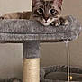 Zuri joined the competition — help win amazing prizes! cat, cat_tree, furniture, indoor, pet, gray, fuzzy_ball, rope, curious, ears, whiskers, eyes, paws, cozy, resting, playful, wall, corner, scratching_post, toy