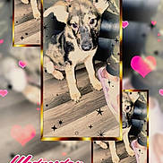 Ella is registered to the contest to win money with this photo: puppy, dog, floor, wooden_floor, footwear, sock, blurred_background, hearts, sparkles, text_overlay, time_text, day_text, pink, cute, pet, indoors, framed_photo, collage, decorative, playful