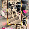 blurred_background, collage, cute, day_text, decorative, dog, floor, footwear, framed_photo, hearts, indoors, pet, pink, playful, puppy, sock, sparkles, text_overlay, time_text, wooden_floor