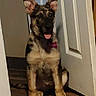 Ella is registered to the contest to win money with this photo: puppy, dog, german_shepherd, indoor, doorway, wooden_floor, pet, animal, young, sitting, tongue_out, ears_up, curious, playful, house, floor, door, canine, companion, domestic