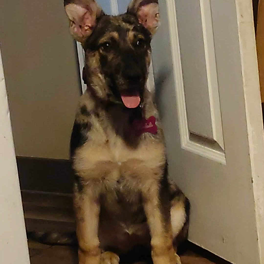 Ella is registered to the contest to win money with this photo: puppy, dog, german_shepherd, indoor, doorway, wooden_floor, pet, animal, young, sitting, tongue_out, ears_up, curious, playful, house, floor, door, canine, companion, domestic