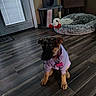 Ella is registered to the contest to win money with this photo: dog, puppy, hoodie, indoor, wooden_floor, dog_bed, stuffed_toy, pet, animal, flooring, cozy, home, furniture, door, window_blinds, casual_clothing, sitting, young, cute, pet_accessory