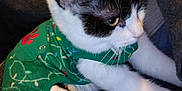 Moomoo is registered to the contest to win money with this photo: animal, black_and_white, cat, close_up, cozy, cute, domestic_cat, ears, feline, fur, green_outfit, holiday_theme, indoor, lap, paws, person, pet_clothing, relaxed, sitting, whiskers