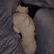 Moomoo joined the competition — help win amazing prizes! animal, black_and_white, blanket, cat, collar, comfort, cozy, cute, domestic_animal, feline, fur, indoor, nap, pet, pink_nose, relaxed, resting, sleeping, soft, whiskers