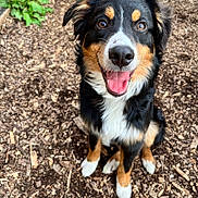 Eddie is registered to the contest to win money with this photo: dog, happy_dog, tricolor_coat, close_up, tongue_out, sitting, wood_chip_ground, outdoor, smiling, paws, ears, brown_eyes, black_nose, fluffy_fur, attentive, playful, pet, dirty_nose, portrait, natural_light