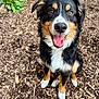 Zazel joined the competition — help win amazing prizes! dog, happy_dog, tricolor_coat, close_up, tongue_out, sitting, wood_chip_ground, outdoor, smiling, paws, ears, brown_eyes, black_nose, fluffy_fur, attentive, playful, pet, dirty_nose, portrait, natural_light