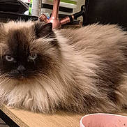 Zazel joined the competition — help win amazing prizes! cat, himalayan_cat, fluffy_fur, long_hair, pet, cat_face, whiskers, blue_eyes, loaf, desk, wood_table, pink_bowl, bowl, indoor, clutter, medication_bottle, electronics, lamp, closeup, relaxed