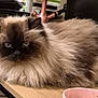 cat, himalayan_cat, fluffy_fur, long_hair, pet, cat_face, whiskers, blue_eyes, loaf, desk, wood_table, pink_bowl, bowl, indoor, clutter, medication_bottle, electronics, lamp, closeup, relaxed