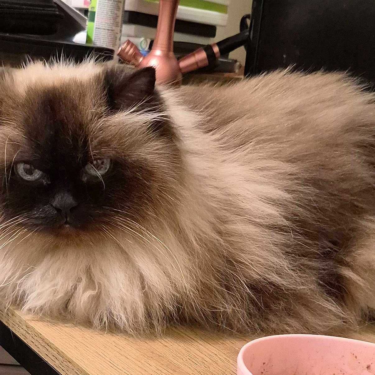 Zazel joined the competition — help win amazing prizes! blue_eyes, bowl, cat, cat_face, closeup, clutter, desk, electronics, fluffy_fur, himalayan_cat, indoor, lamp, loaf, long_hair, medication_bottle, pet, pink_bowl, relaxed, whiskers, wood_table