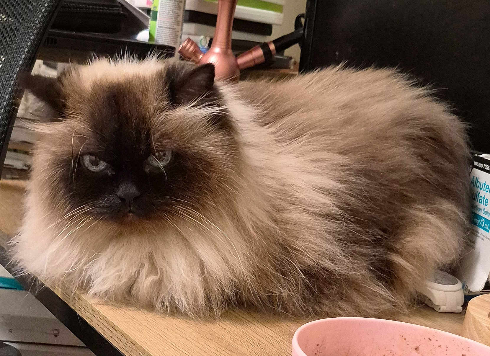 Zazel joined the competition — help win amazing prizes! cat, himalayan_cat, fluffy_fur, long_hair, pet, cat_face, whiskers, blue_eyes, loaf, desk, wood_table, pink_bowl, bowl, indoor, clutter, medication_bottle, electronics, lamp, closeup, relaxed