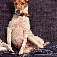 Emma joined the competition — help win amazing prizes! dog, pet, canine, sitting, collar, indoor, blanket, couch, fur, white, brown, animal, cute, relaxed, portrait, domestic, companion, paw, snout, ears