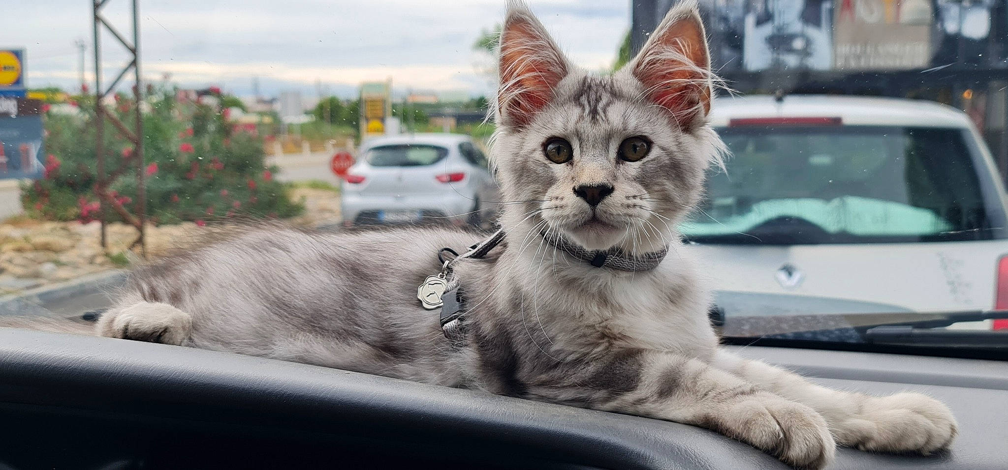 Usko a rejoint le concours — aidez-le/la à gagner de superbes lots ! car, carnivore, cat, claw, cloud, domestic_short_haired_cat, felidae, fur, paw, plant, road, sky, small_to_medium_sized_cats, snout, tail, tree, vehicle, whiskers, window, windshield