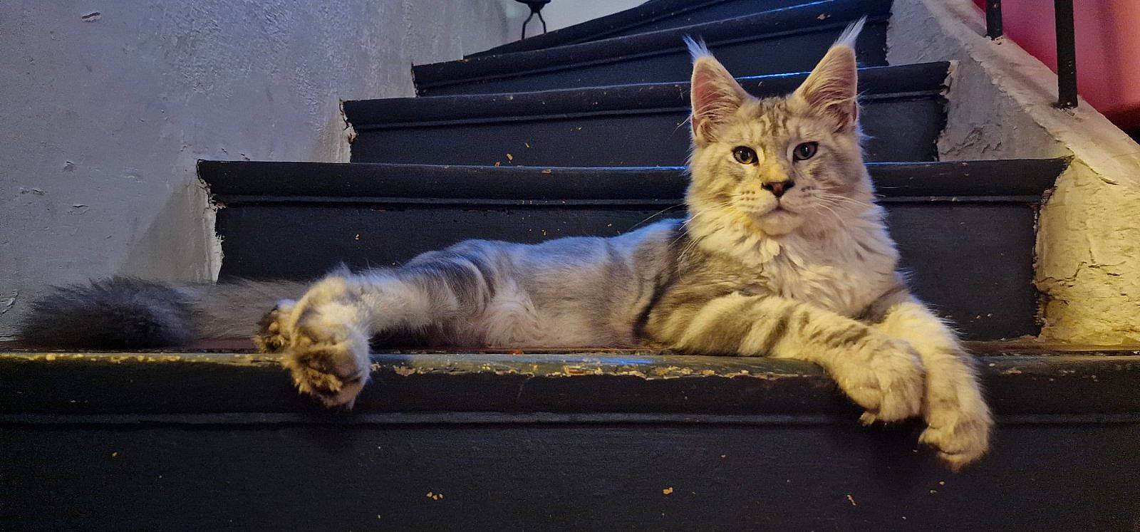 Usko a rejoint le concours — aidez-le/la à gagner de superbes lots ! asphalt, carnivore, cat, claw, domestic_short_haired_cat, fawn, felidae, fur, paw, plant, road_surface, sitting, small_to_medium_sized_cats, snout, stairs, tail, tree, whiskers, window, wood