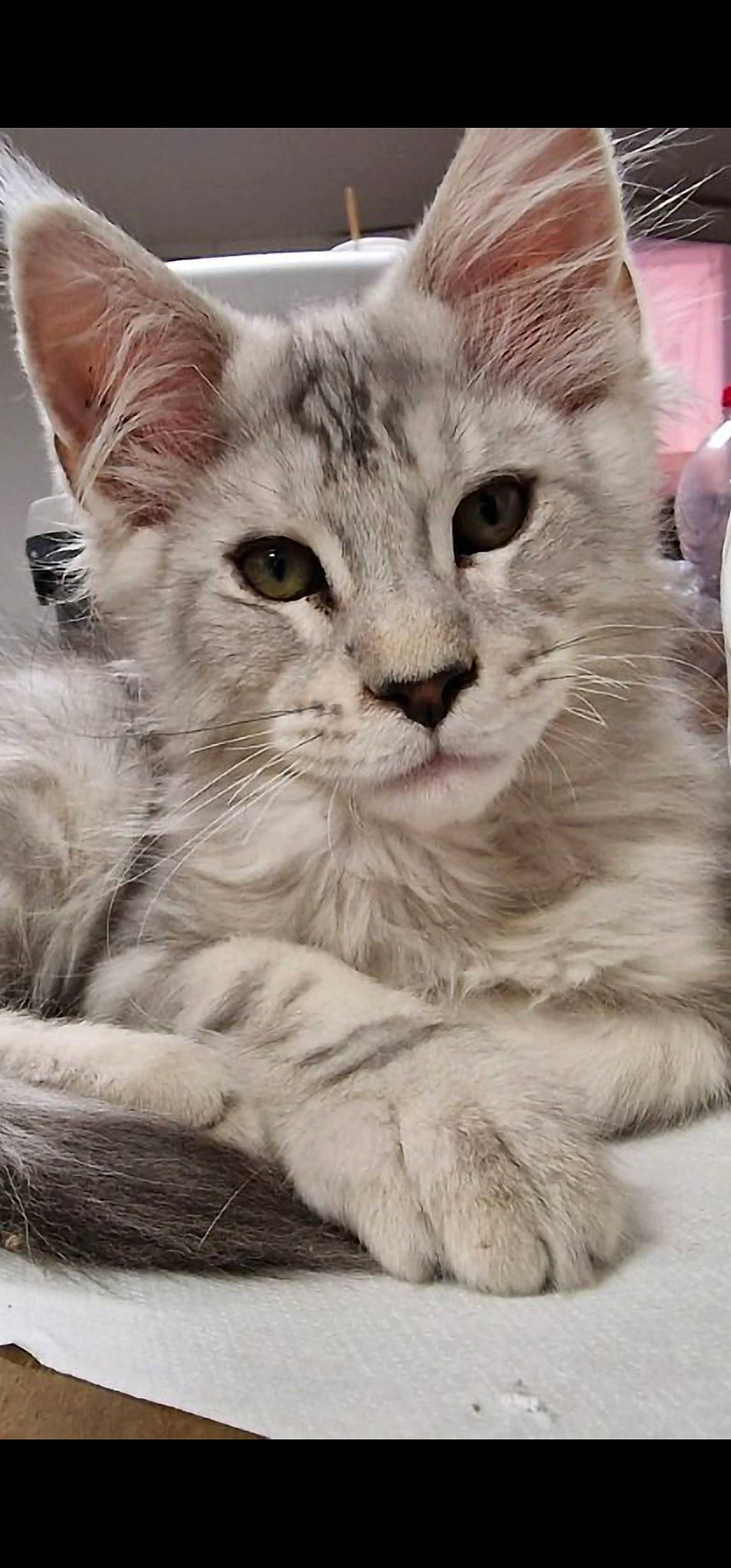 Usko participe au concours pour gagner de l'argent avec cette photo : carnivore, cat, claw, domestic_short_haired_cat, event, felidae, fur, gesture, paw, photo_caption, small_to_medium_sized_cats, snout, tail, terrestrial_animal, whiskers, window