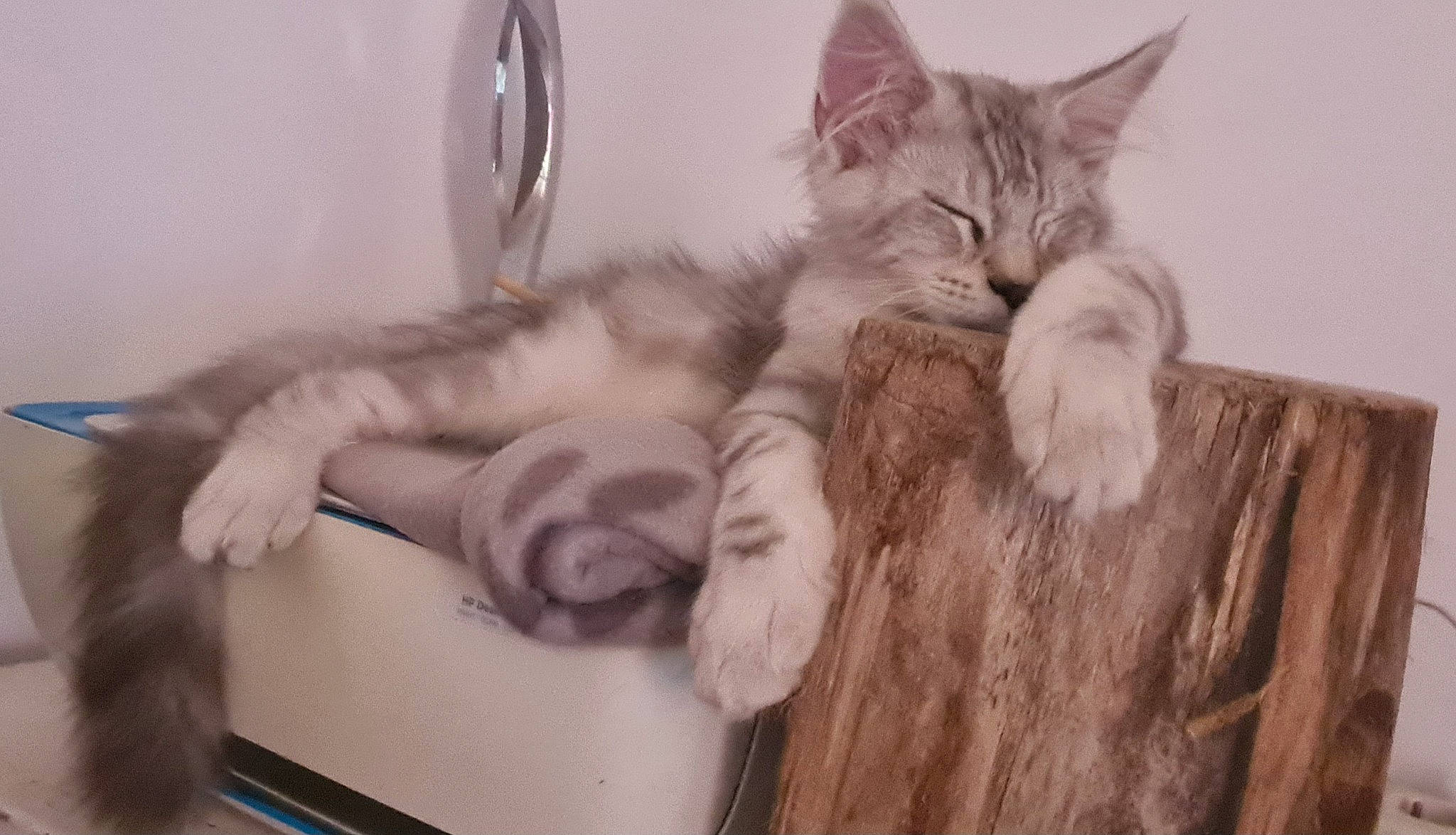 Usko participe au concours pour gagner de l'argent avec cette photo : bed, carnivore, cat, claw, comfort, domestic_short_haired_cat, ear, felidae, fur, gesture, nap, paw, sitting, small_to_medium_sized_cats, tail, whiskers