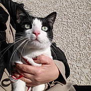 Ninja participe au concours pour gagner de l'argent avec cette photo : american_wirehair, asian, carnivore, cat, domestic_short_haired_cat, ear, felidae, fur, hand, kitten, leg, paw, polydactyl_cat, small_to_medium_sized_cats, whiskers
