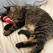 Ragnar joined the competition — help win amazing prizes! animal, bed, bedroom, blanket, cat, cozy, curled_up, domestic_cat, fluffy, fur, indoor, paws, pet, pillow, red_toy, relaxed, sleeping, tabby_cat, tail, toy