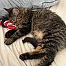 animal, bed, bedroom, blanket, cat, cozy, curled_up, domestic_cat, fluffy, fur, indoor, paws, pet, pillow, red_toy, relaxed, sleeping, tabby_cat, tail, toy