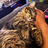 Ragnar joined the competition — help win amazing prizes! animal, bed, belly_up, brown_fur, cat, closed_eyes, cozy, cuddling, fluffy, human_hand, indoor, long_hair, lying_down, pet, relaxed, remote_control, sleeping, striped_fur, tabby_cat, whiskers