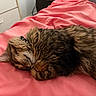 Ragnar is registered to the contest to win money with this photo: animal, bed, bedroom, bedspread, cat, cozy, curled_up, feline, fluffy, fur, indoor, paws, pet, pink, portrait, relaxed, resting, sleeping, tabby, whiskers