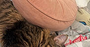 Ragnar is registered to the contest to win money with this photo: bed, bedding, blanket, cat, closed_eyes, cozy, cushion, donut_cushion, feline, fur, home, indoors, nap, pet, relaxed, sleeping, sleepy, striped_fur, tabby_cat, whiskers