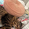 bed, bedding, blanket, cat, closed_eyes, cozy, cushion, donut_cushion, feline, fur, home, indoors, nap, pet, relaxed, sleeping, sleepy, striped_fur, tabby_cat, whiskers