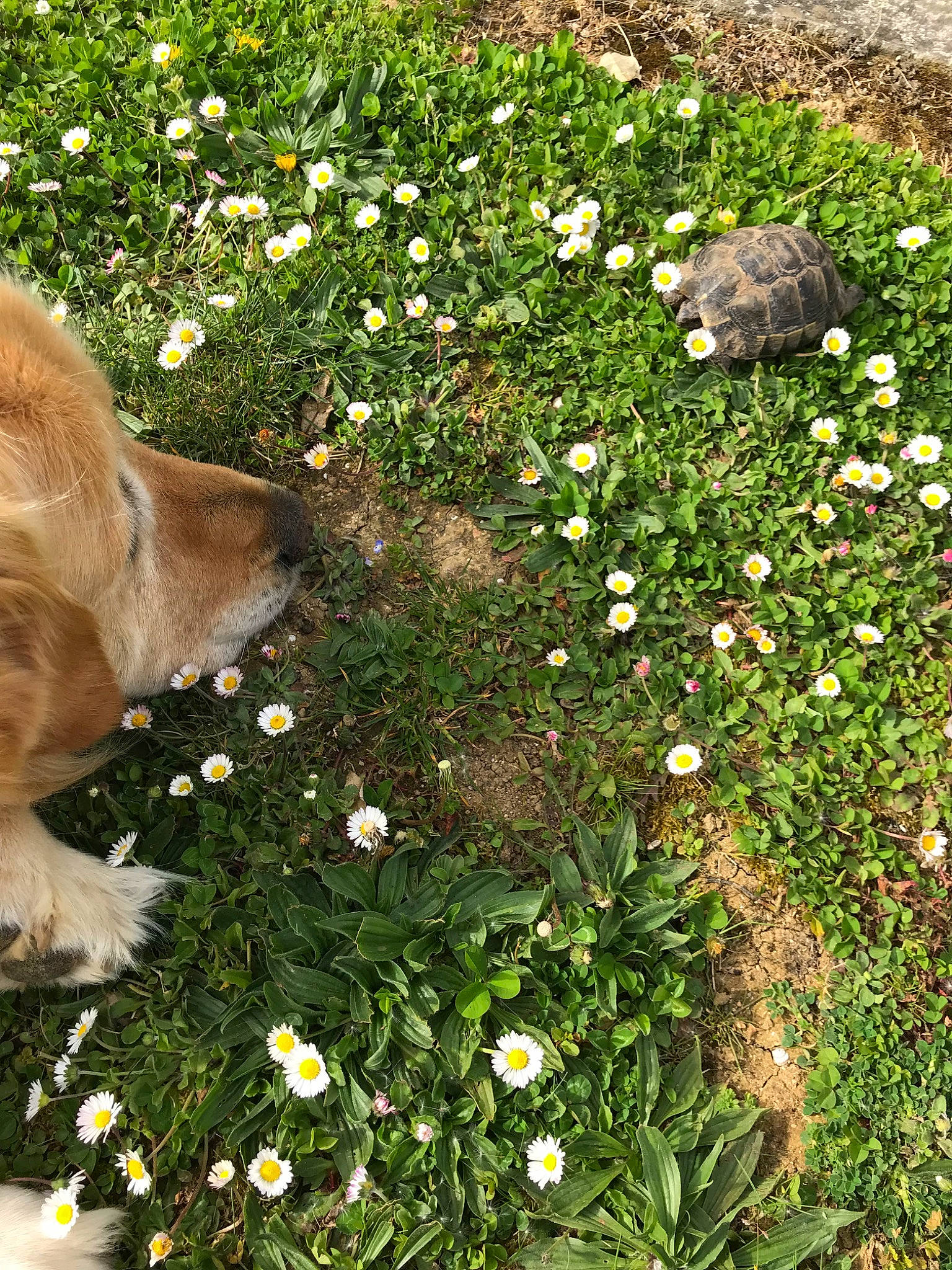 Kiki participe au concours pour gagner de l'argent avec cette photo : canidae, carnivore, companion_dog, dog, dog_breed, flower, garden, golden_retriever, grass, grass_family, groundcover, herbaceous_plant, lawn, plant, puppy, shrub, sporting_group, wildflower