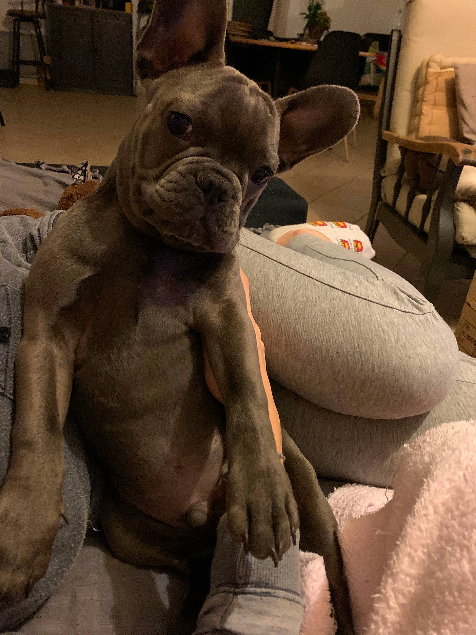 Tao a rejoint le concours — aidez-le/la à gagner de superbes lots ! american_bulldog, canidae, carnivore, companion_dog, dog, dog_breed, fawn, french_bulldog, non_sporting_group, snout, sporting_group