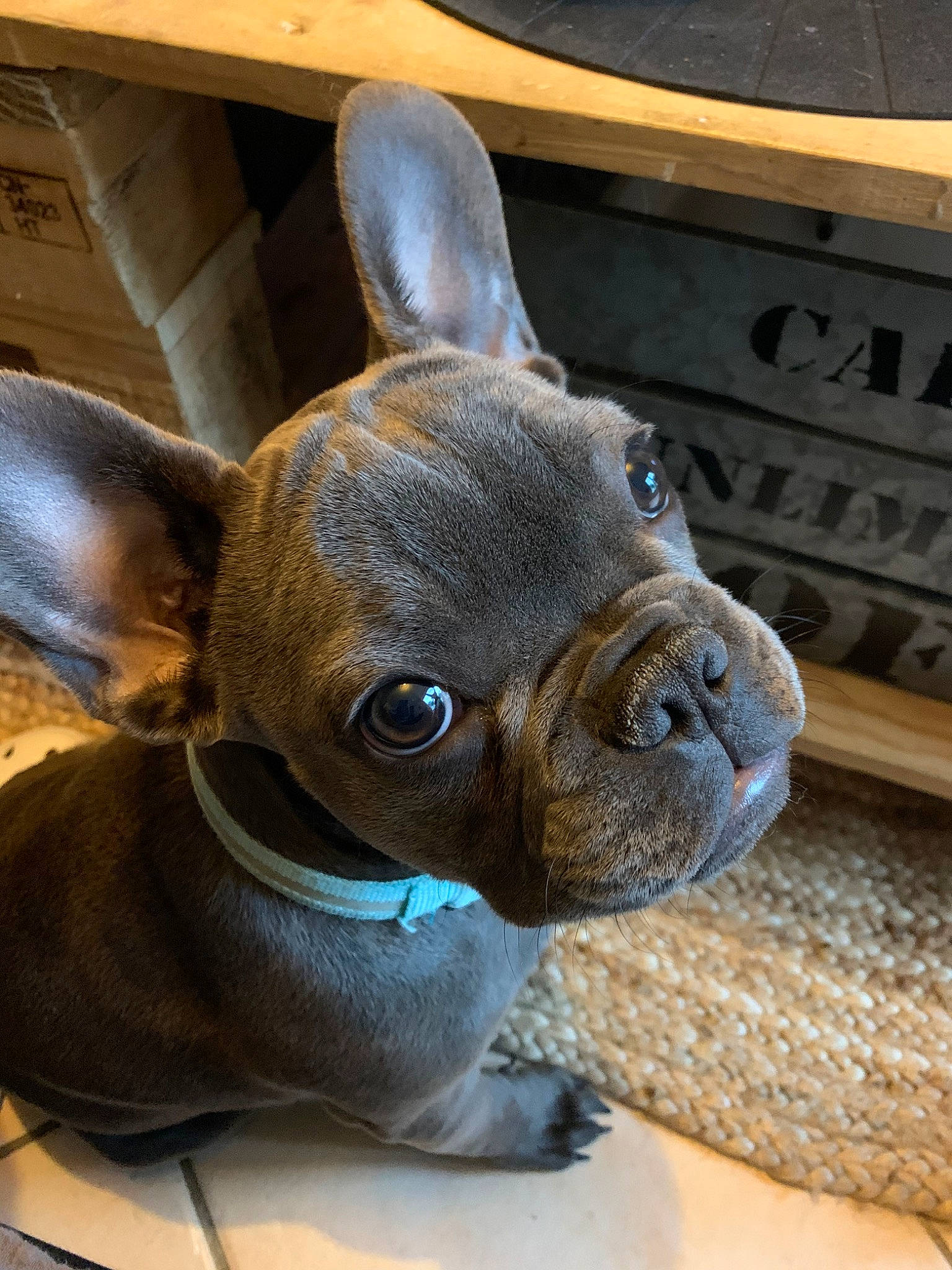 Tao participe au concours pour gagner de l'argent avec cette photo : boston_terrier, bulldog, canidae, carnivore, companion_dog, dog, dog_breed, ear, fawn, french_bulldog, mammal, non_sporting_group, puppy, rare_breed_dog, snout, toy_bulldog, vertebrate, whiskers