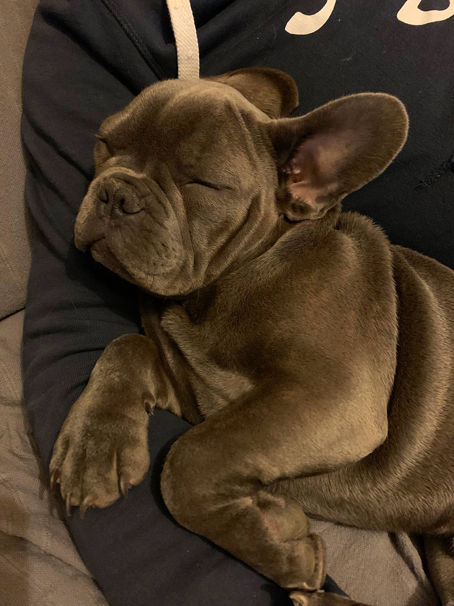 Tao participe au concours pour gagner de l'argent avec cette photo : bulldog, canidae, carnivore, companion_dog, dog, dog_breed, ear, fawn, french_bulldog, mammal, non_sporting_group, olde_english_bulldogge, snout, toy_bulldog, vertebrate, wrinkle